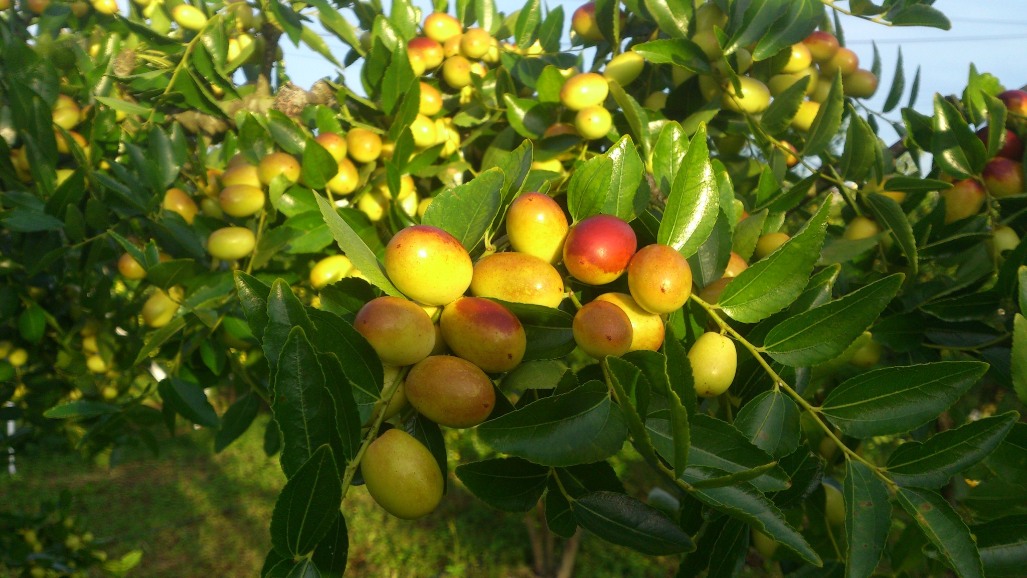 一串串硕大饱满的新鲜红枣