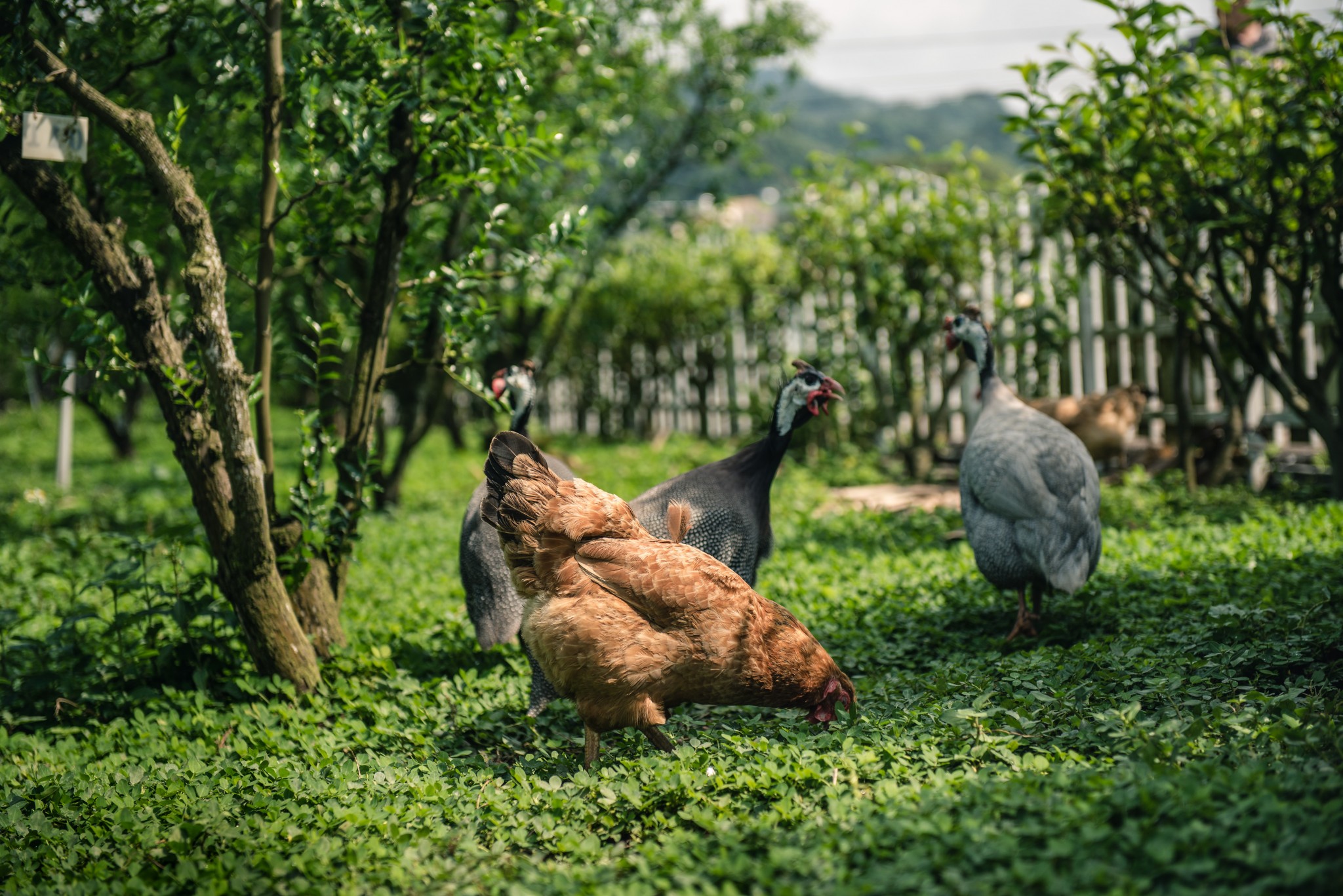 Freshop鮮活農市 攏是鮮活 棗道24k 台灣紅寶石 22紅棗鮮果 Freshop鮮活農市 攏是鮮活 棗道24k 台灣紅寶石 22紅棗鮮果