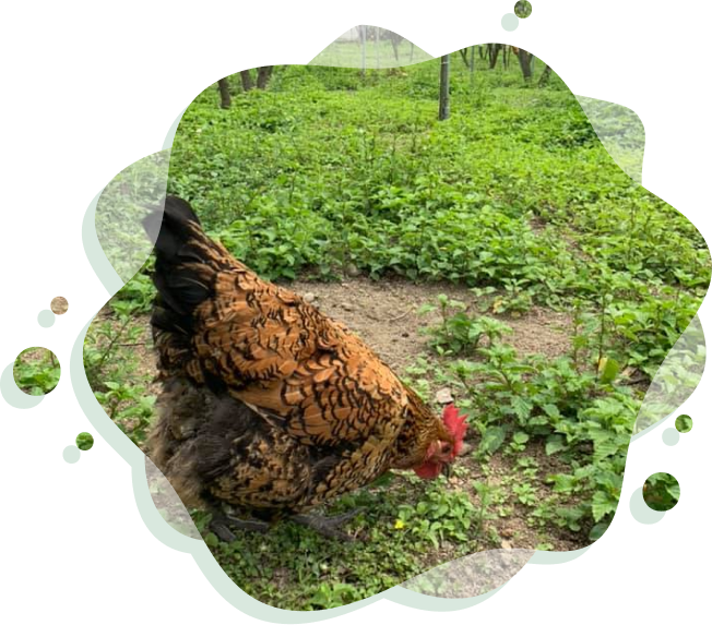 當季鮮報主圖
